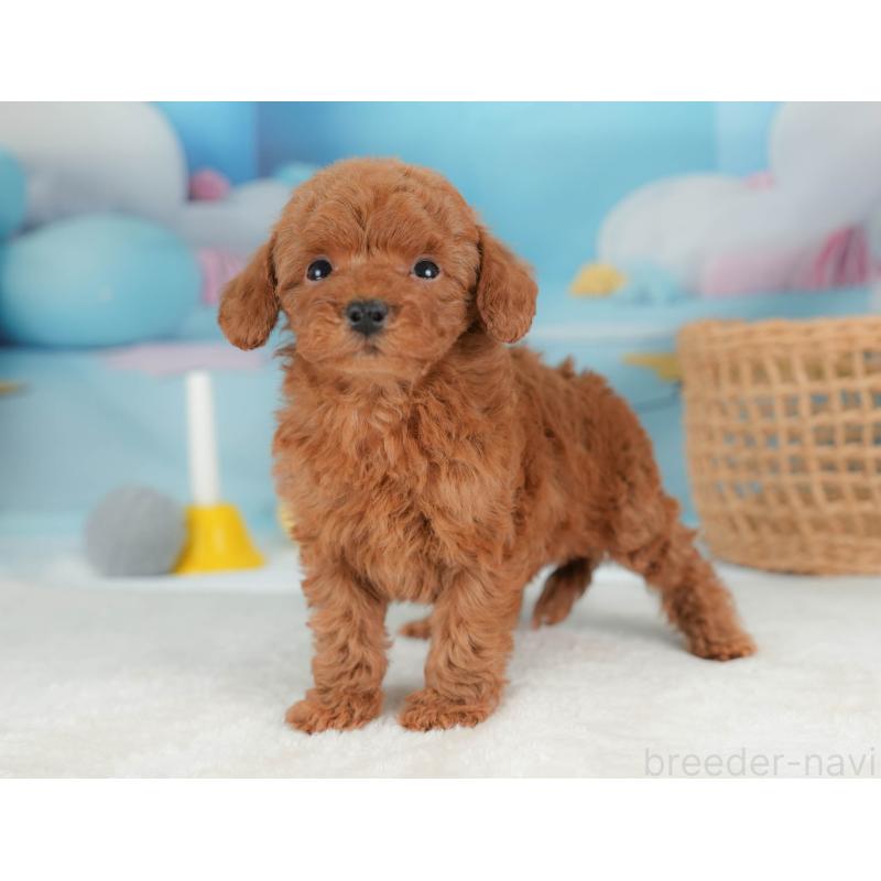 販売中の栃木県のトイプードル-436565