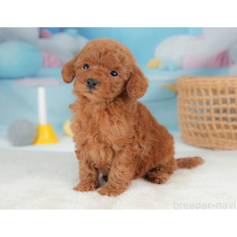 販売中の栃木県のトイプードル-436565の10枚目