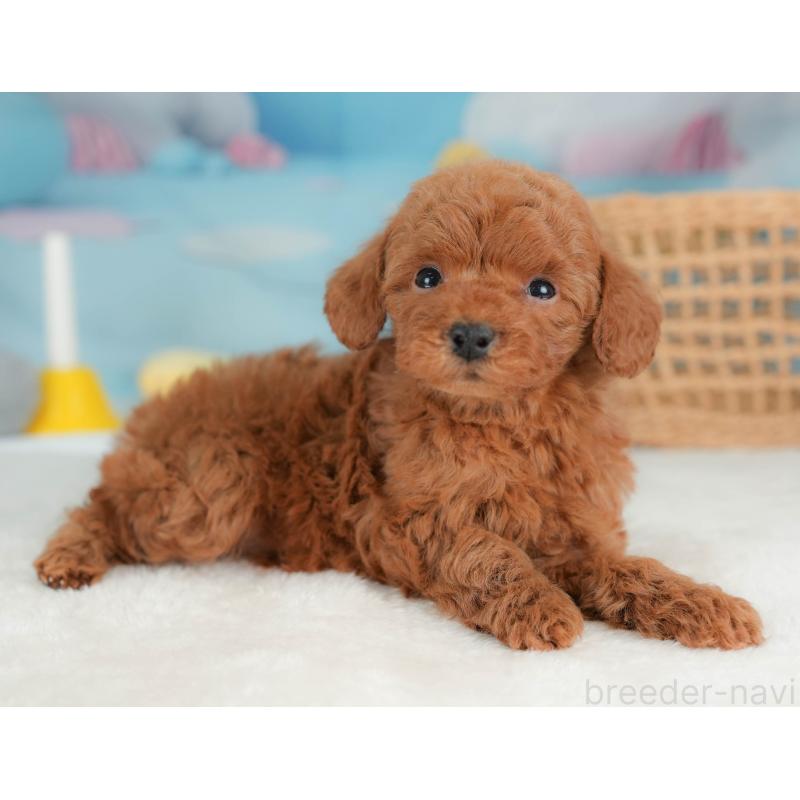 販売中の栃木県のトイプードル-436565の9枚目