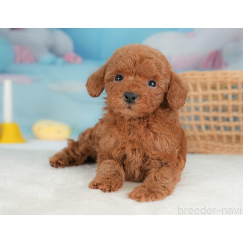 販売中の栃木県のトイプードル-436565の6枚目