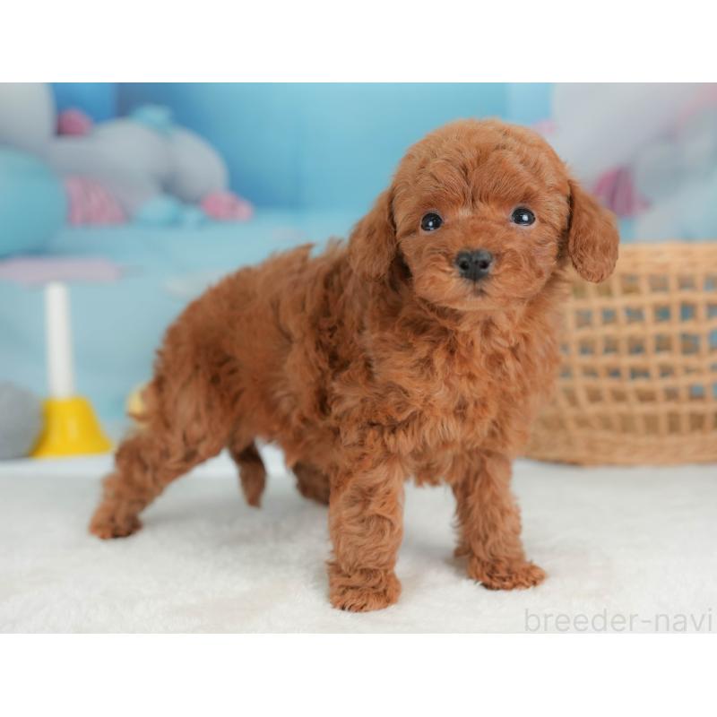 販売中の栃木県のトイプードル-436565の4枚目