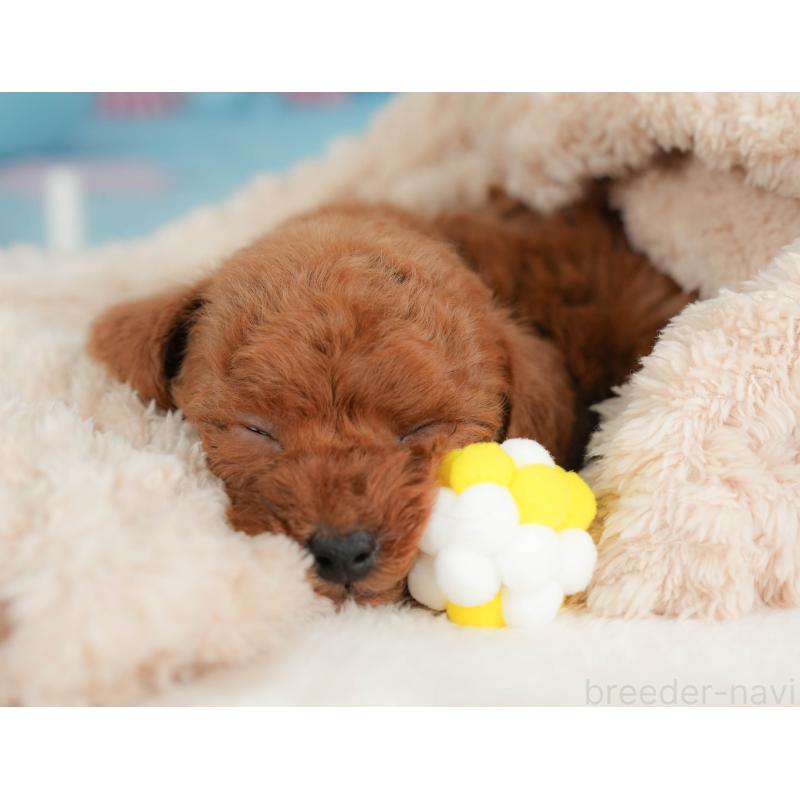 販売中の栃木県のトイプードル-436565の3枚目