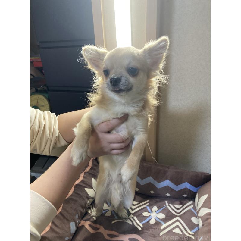 販売中の千葉県のチワワ(ロングコート)-408720の15枚目