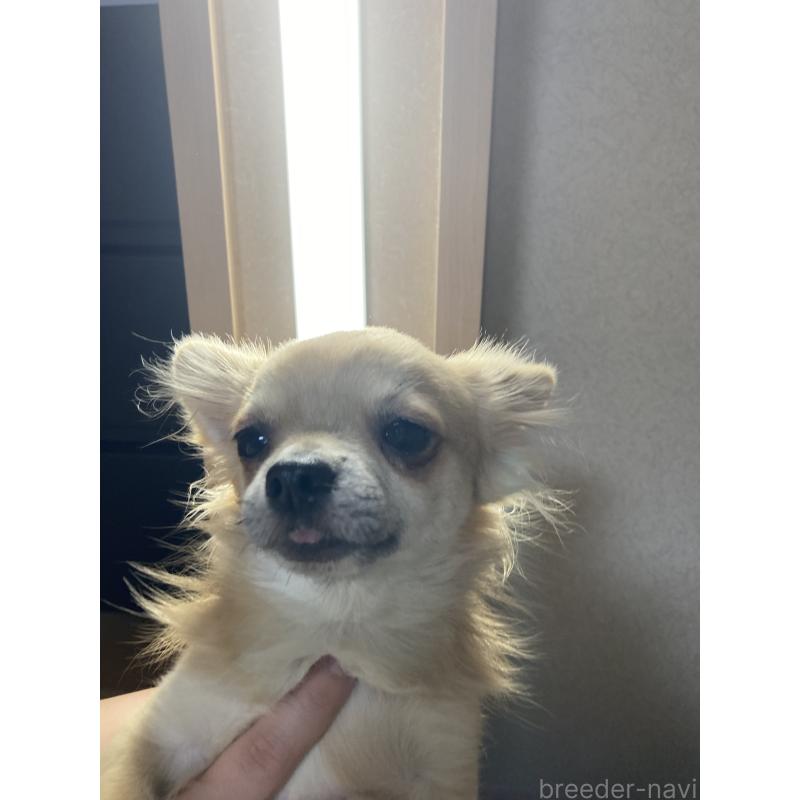 販売中の千葉県のチワワ(ロングコート)-408720の14枚目