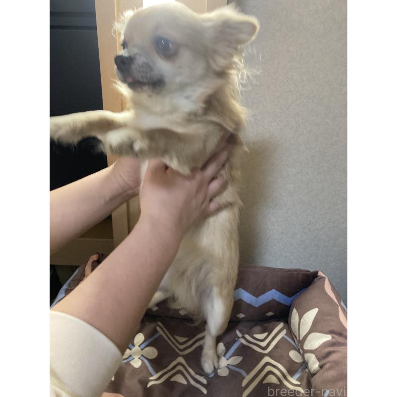 販売中の千葉県のチワワ(ロングコート)-408720の13枚目