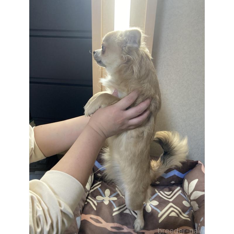 販売中の千葉県のチワワ(ロングコート)-408720の12枚目