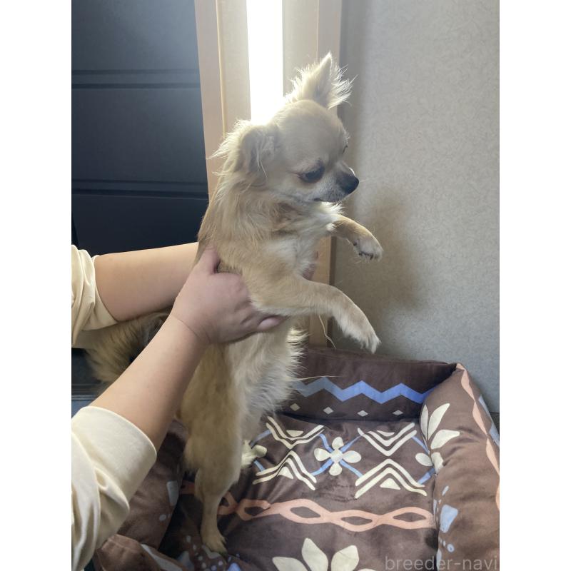 販売中の千葉県のチワワ(ロングコート)-408720の10枚目