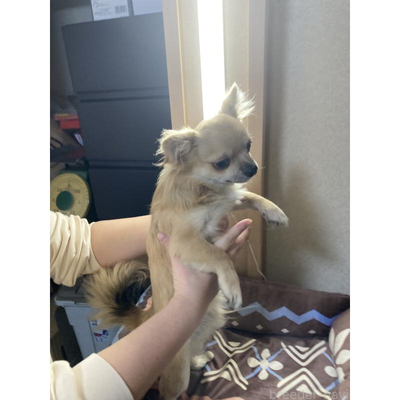 販売中の千葉県のチワワ(ロングコート)-408720の9枚目