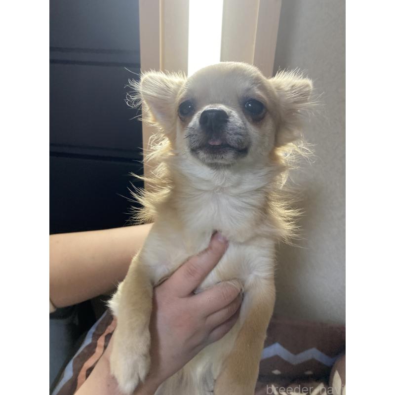 販売中の千葉県のチワワ(ロングコート)-408720の7枚目