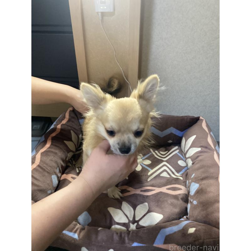 販売中の千葉県のチワワ(ロングコート)-408720の6枚目