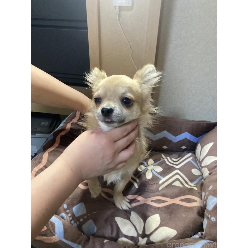 販売中の千葉県のチワワ(ロングコート)-408720の5枚目