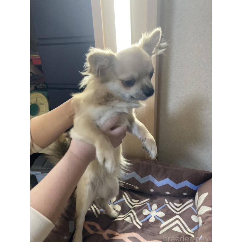 販売中の千葉県のチワワ(ロングコート)-408720の3枚目