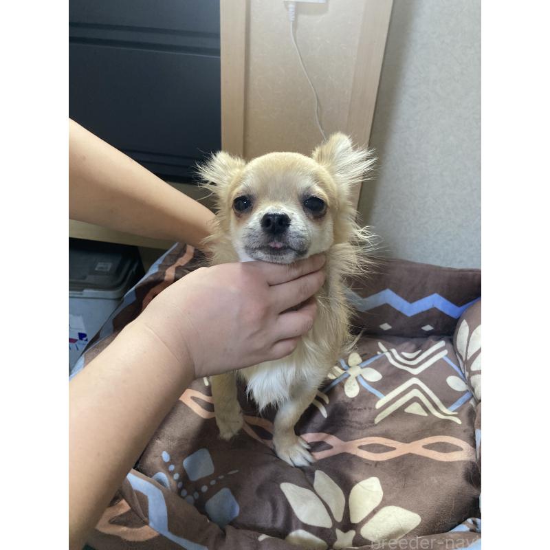 販売中の千葉県のチワワ(ロングコート)-408720の2枚目