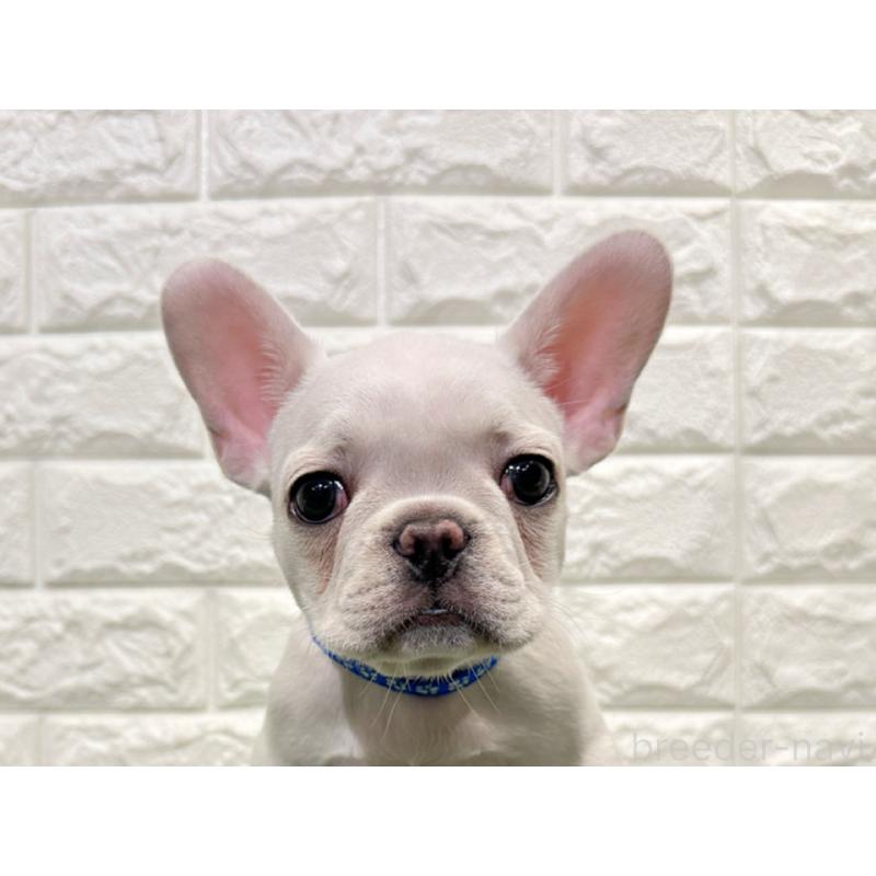 販売中の愛知県のフレンチブルドッグ-434914