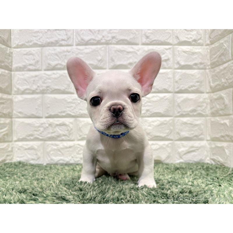 成約済の愛知県のフレンチブルドッグ-434914の4枚目