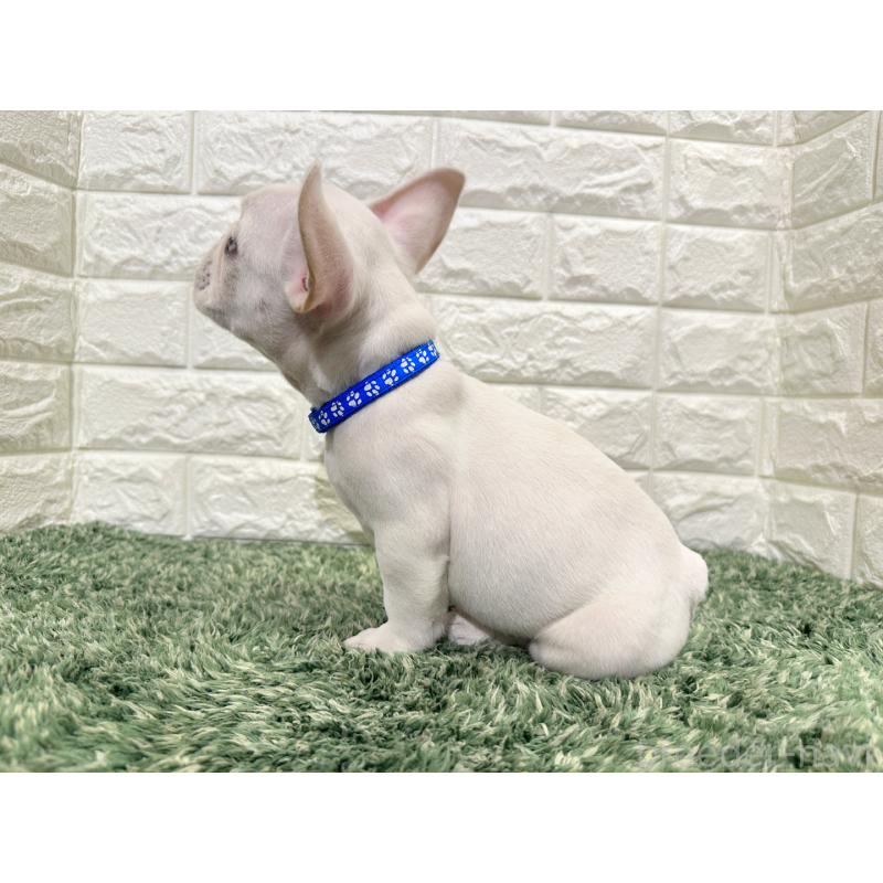 成約済の愛知県のフレンチブルドッグ-434914の3枚目