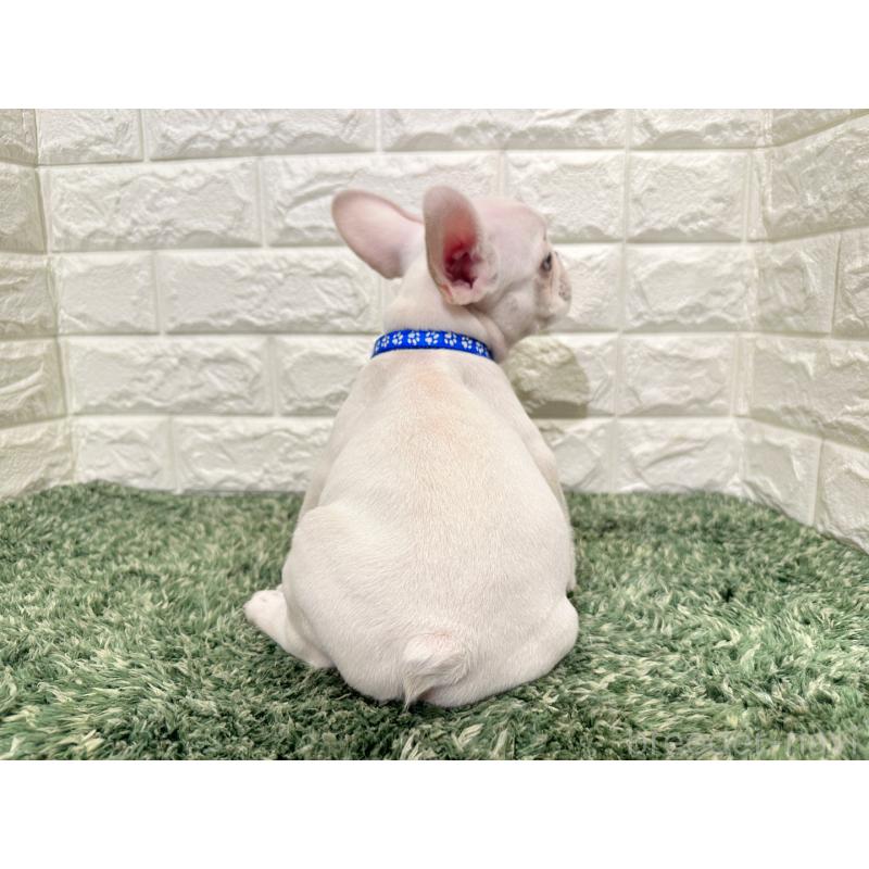 成約済の愛知県のフレンチブルドッグ-434914の2枚目