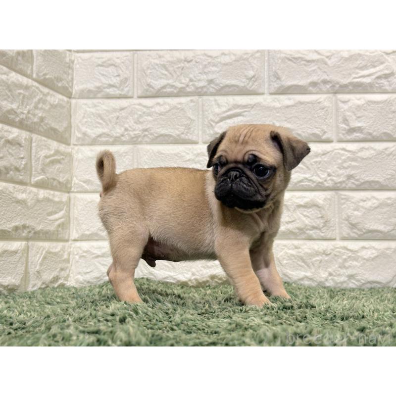 販売中の愛知県のパグ-436569の4枚目