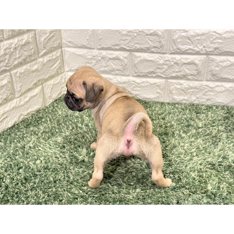 販売中の愛知県のパグ-436569の3枚目