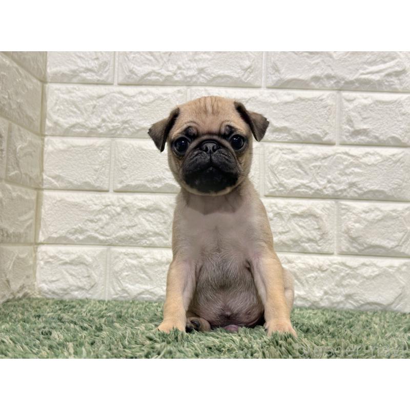 販売中の愛知県のパグ-436569の2枚目