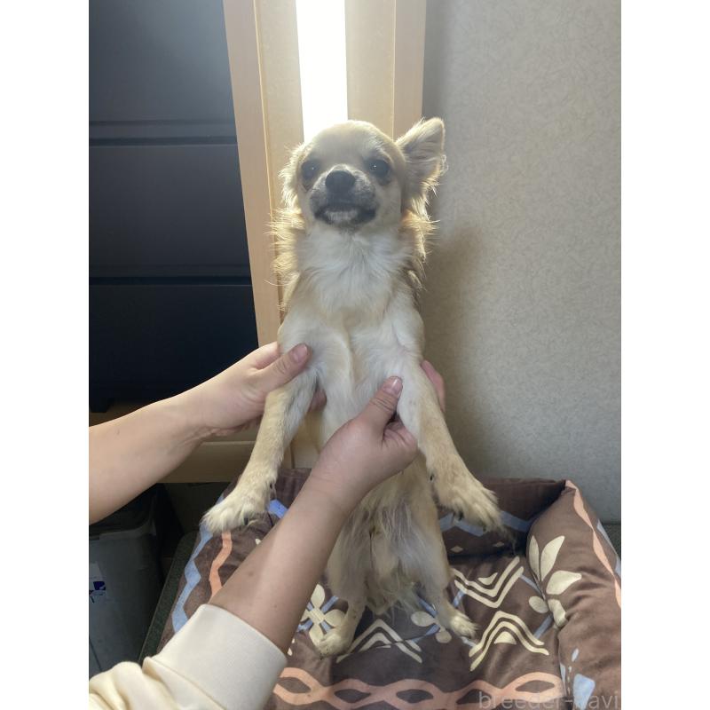 販売中の千葉県のチワワ(ロングコート)-408658の15枚目