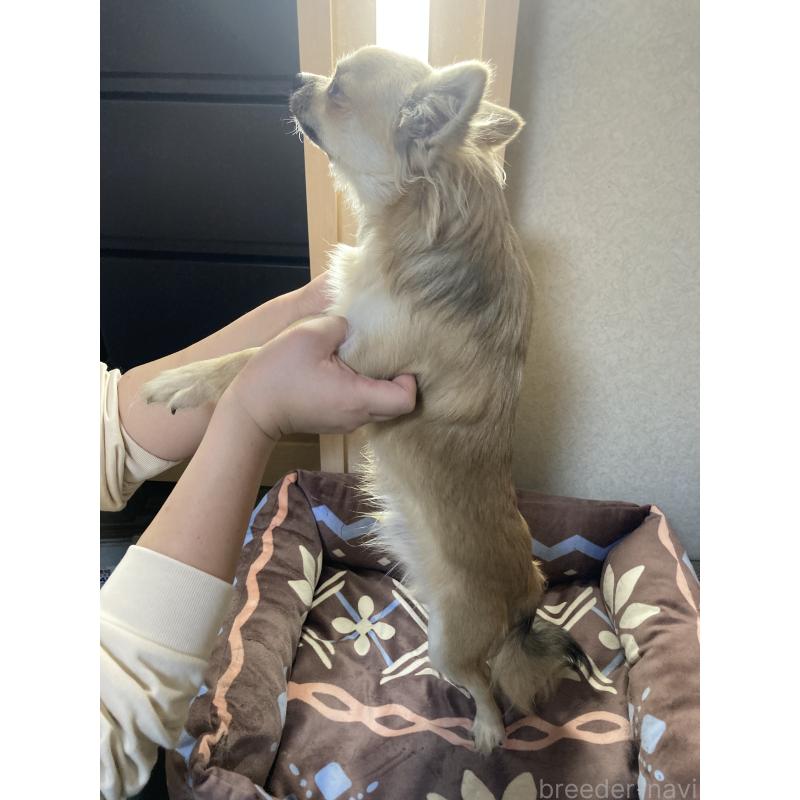 販売中の千葉県のチワワ(ロングコート)-408658の14枚目