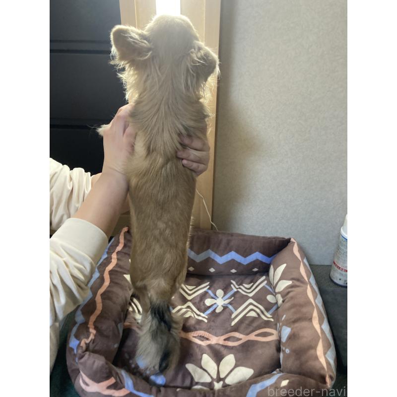 販売中の千葉県のチワワ(ロングコート)-408658の13枚目