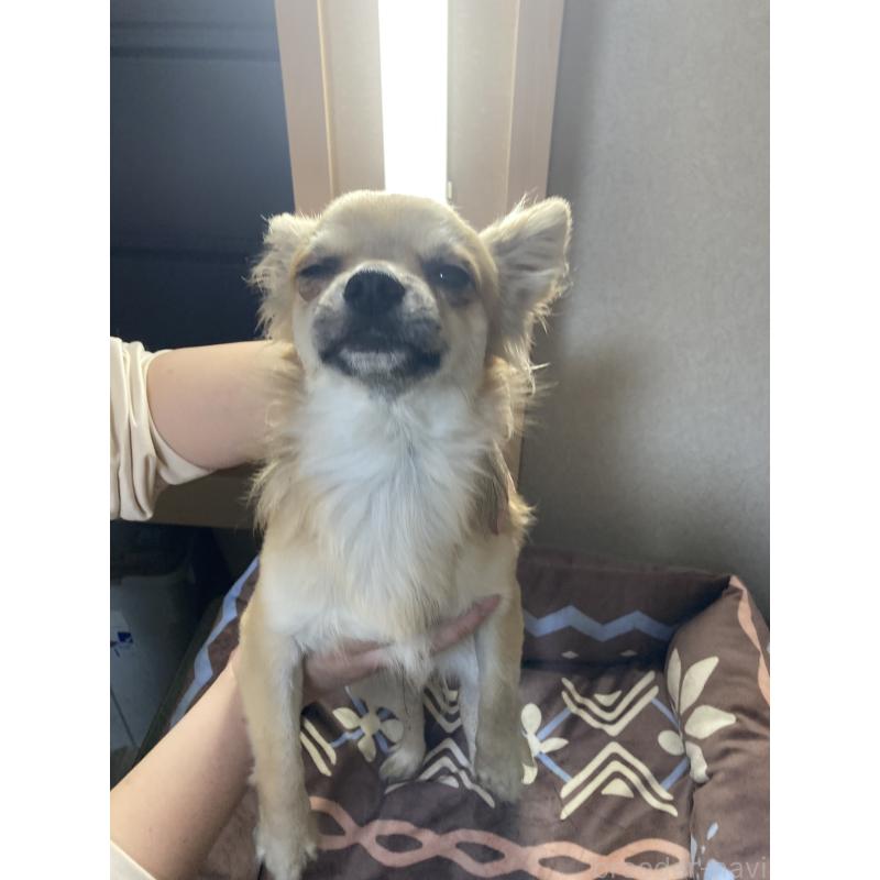 販売中の千葉県のチワワ(ロングコート)-408658の10枚目