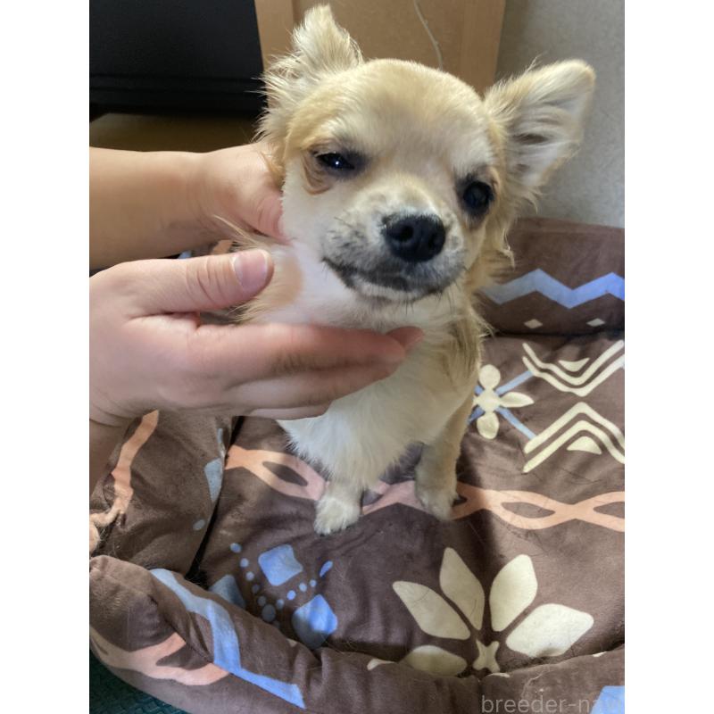 販売中の千葉県のチワワ(ロングコート)-408658の9枚目