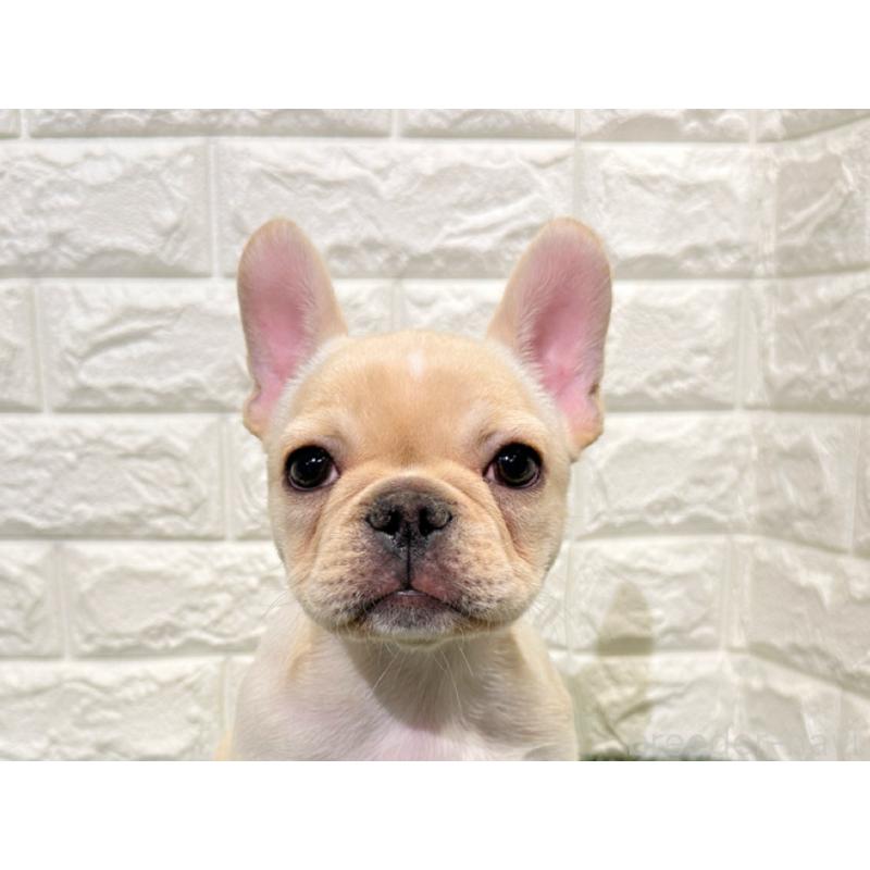 販売中の愛知県のフレンチブルドッグ-434893