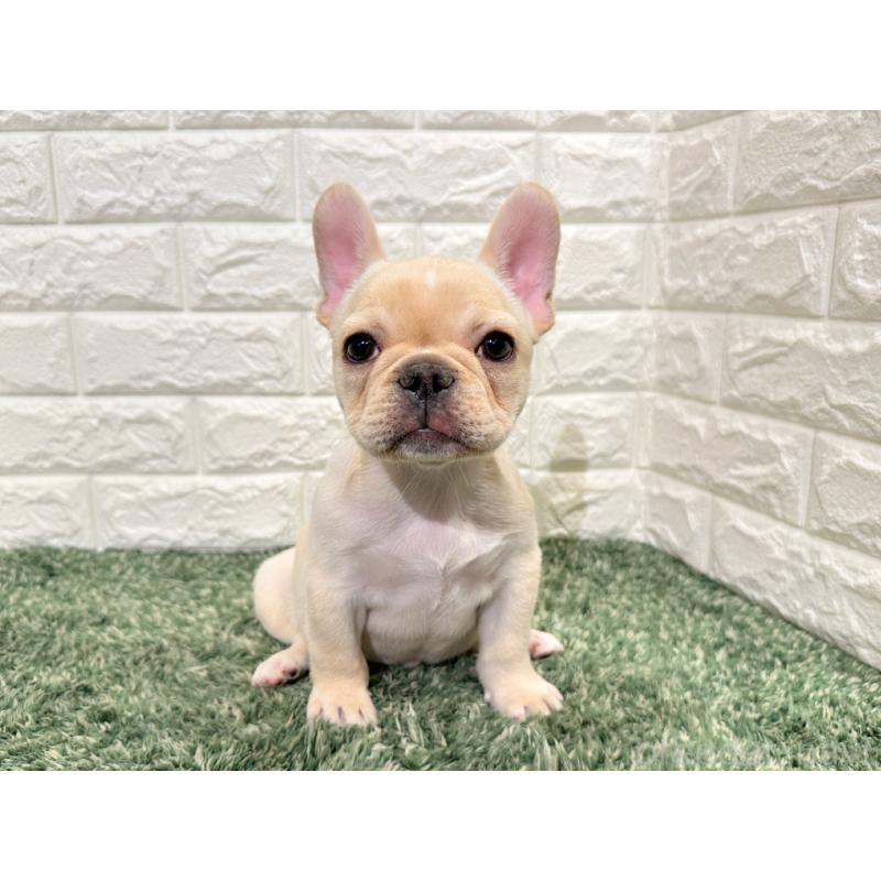 販売中の愛知県のフレンチブルドッグ-434893の2枚目