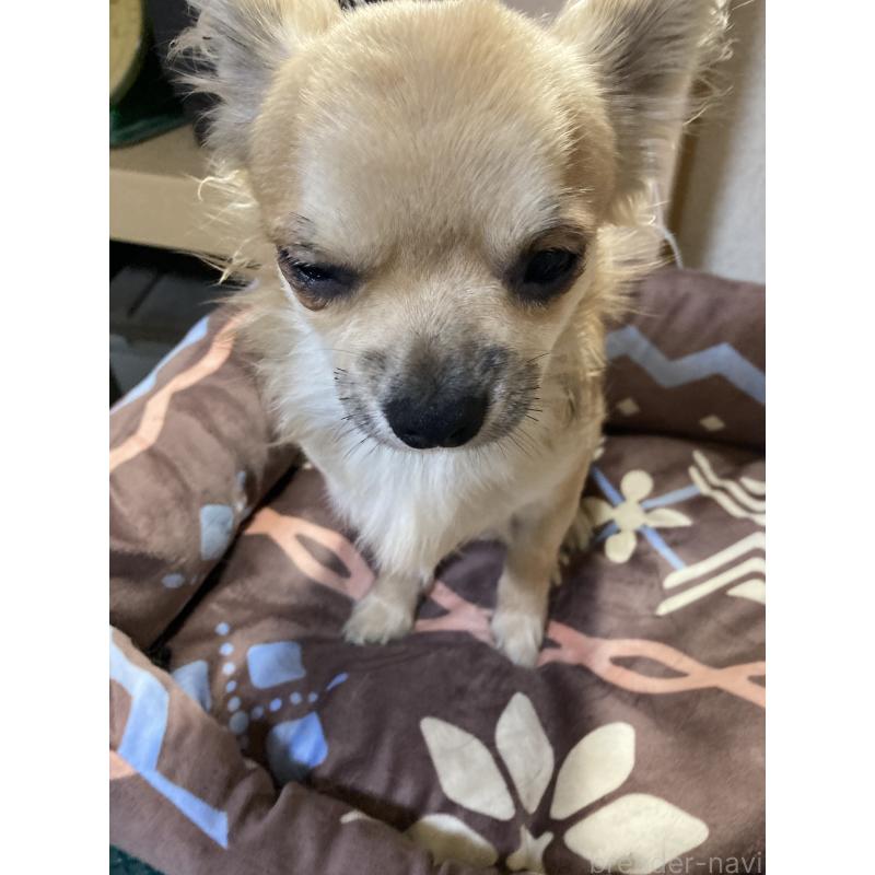 販売中の千葉県のチワワ(ロングコート)-408658の7枚目