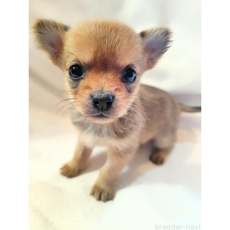 成約済の東京都のヨーチー:ヨークシャーテリア×チワワ-435436の2枚目