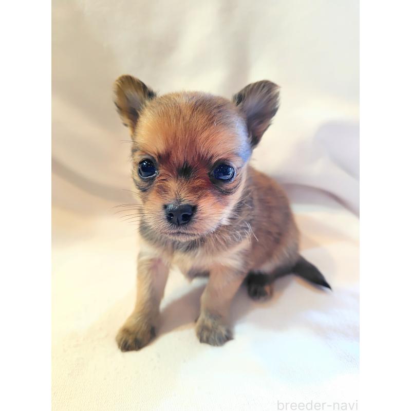 成約済の東京都のヨーチー:ヨークシャーテリア×チワワ-435438の2枚目