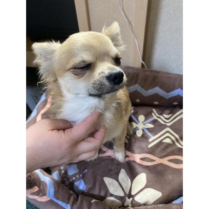 販売中の千葉県のチワワ(ロングコート)-408658の5枚目