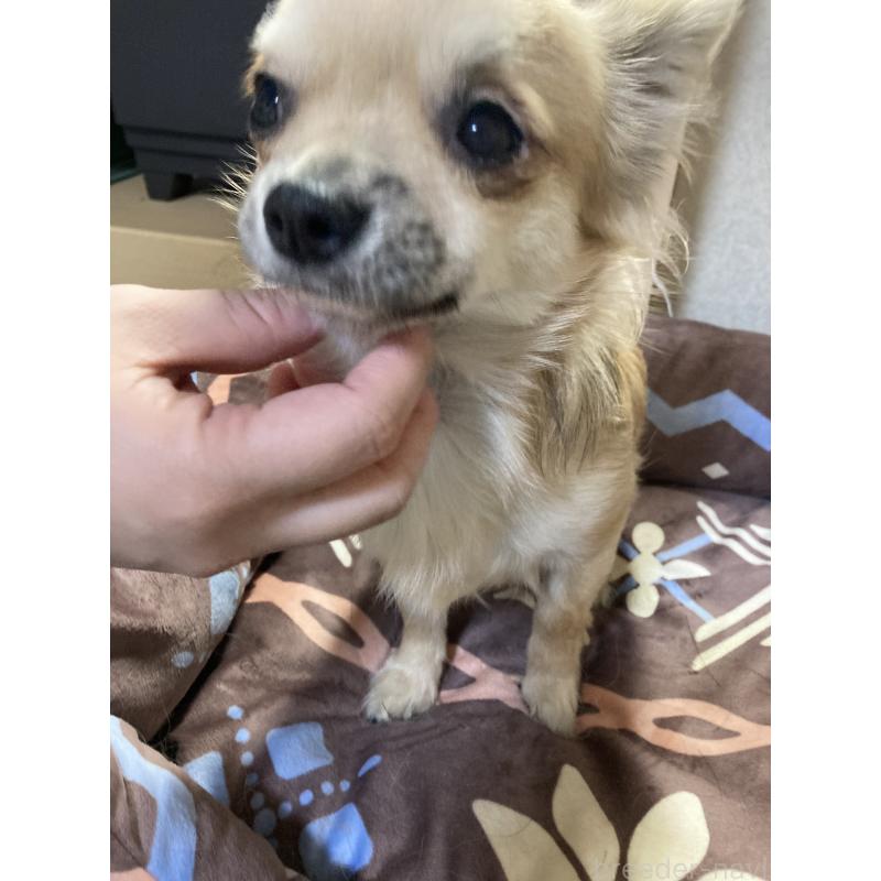 販売中の千葉県のチワワ(ロングコート)-408658の4枚目