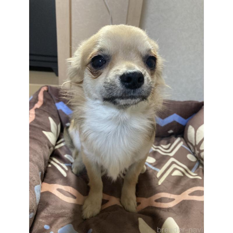 販売中の千葉県のチワワ(ロングコート)-408658の3枚目