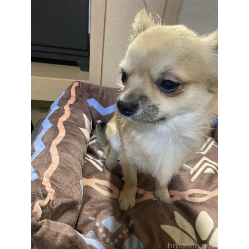 販売中の千葉県のチワワ(ロングコート)-408658の2枚目