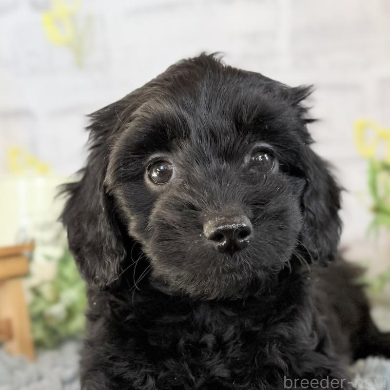 販売中の埼玉県のダップー:ミニチュアダックスフンド×トイプードル-436570の14枚目