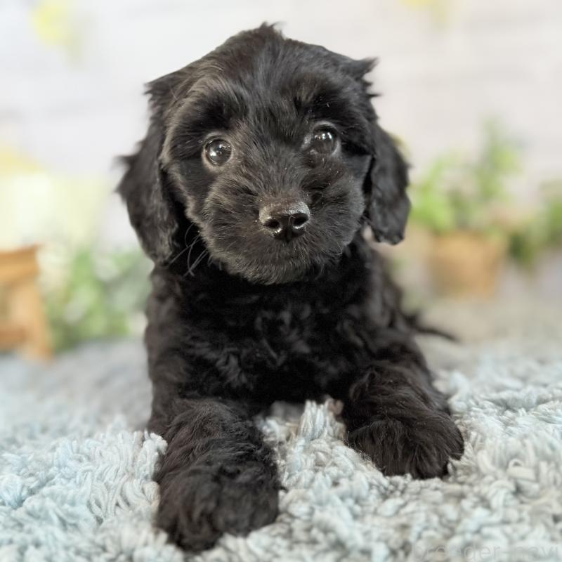 販売中の埼玉県のダップー:ミニチュアダックスフンド×トイプードル-436570の1枚目