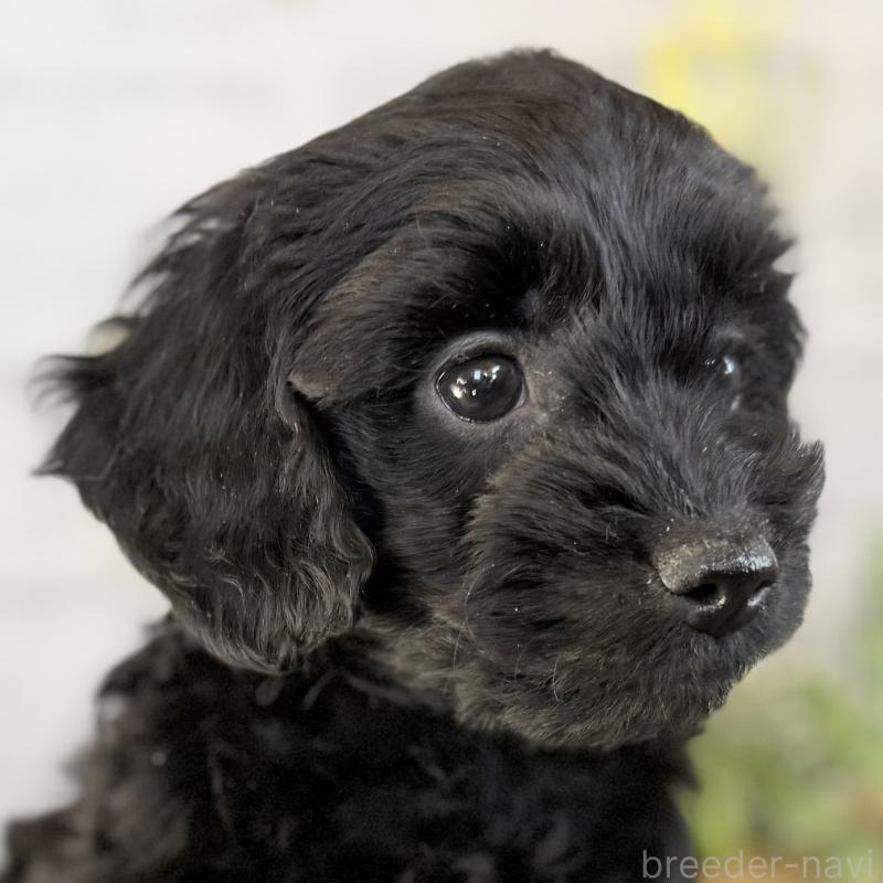 販売中の埼玉県のダップー:ミニチュアダックスフンド×トイプードル-436570の12枚目