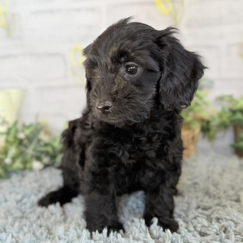 販売中の埼玉県のダップー:ミニチュアダックスフンド×トイプードル-436570の11枚目