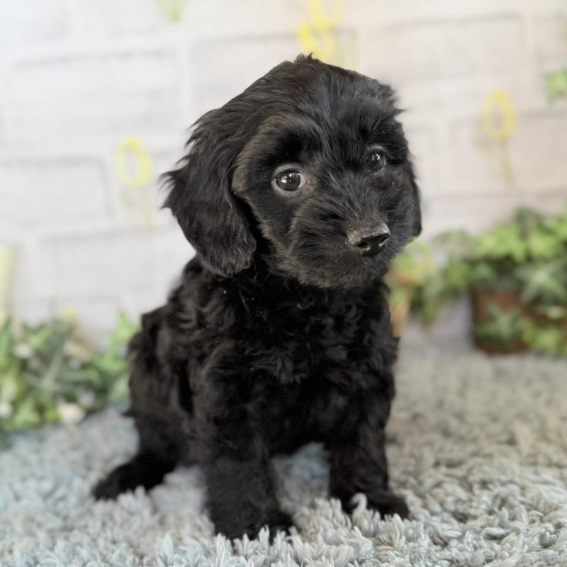 販売中の埼玉県のダップー:ミニチュアダックスフンド×トイプードル-436570の10枚目