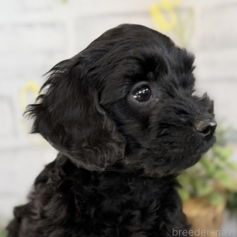 販売中の埼玉県のダップー:ミニチュアダックスフンド×トイプードル-436570の9枚目