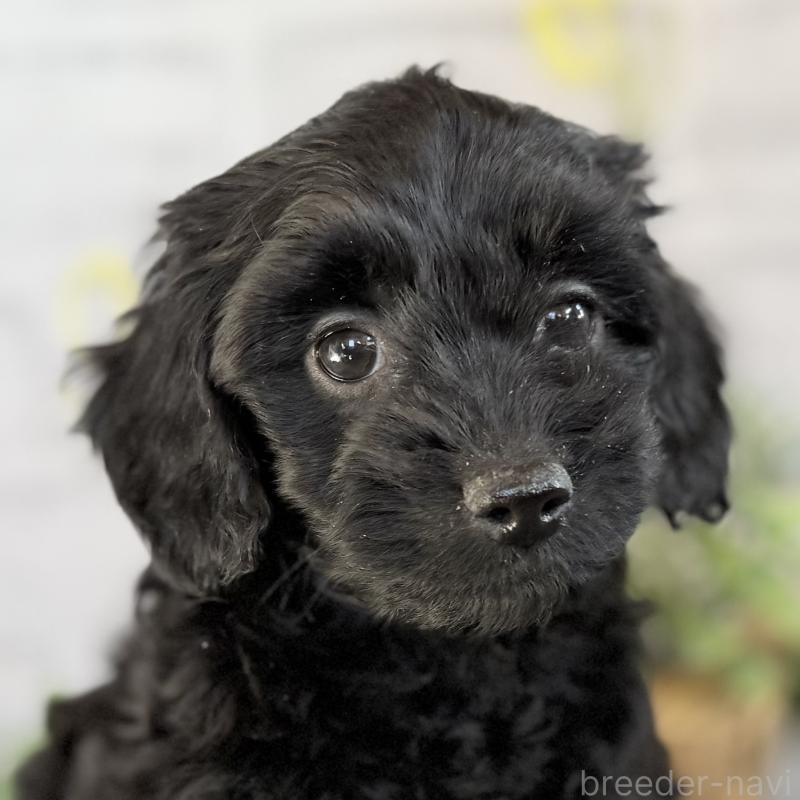 販売中の埼玉県のダップー:ミニチュアダックスフンド×トイプードル-436570の8枚目