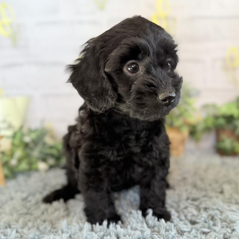 販売中の埼玉県のダップー:ミニチュアダックスフンド×トイプードル-436570の7枚目