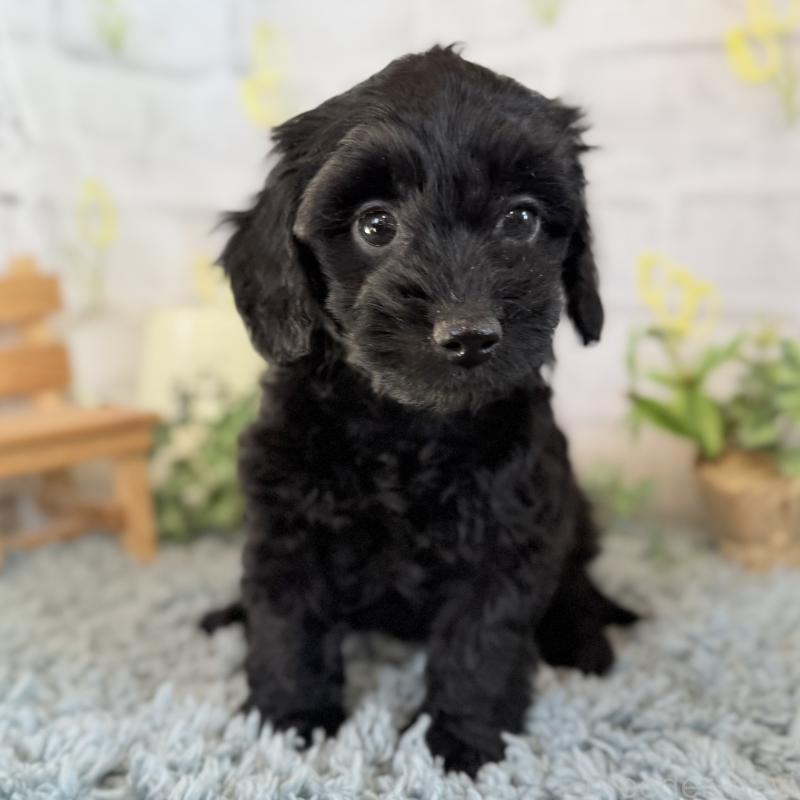 販売中の埼玉県のダップー:ミニチュアダックスフンド×トイプードル-436570の6枚目