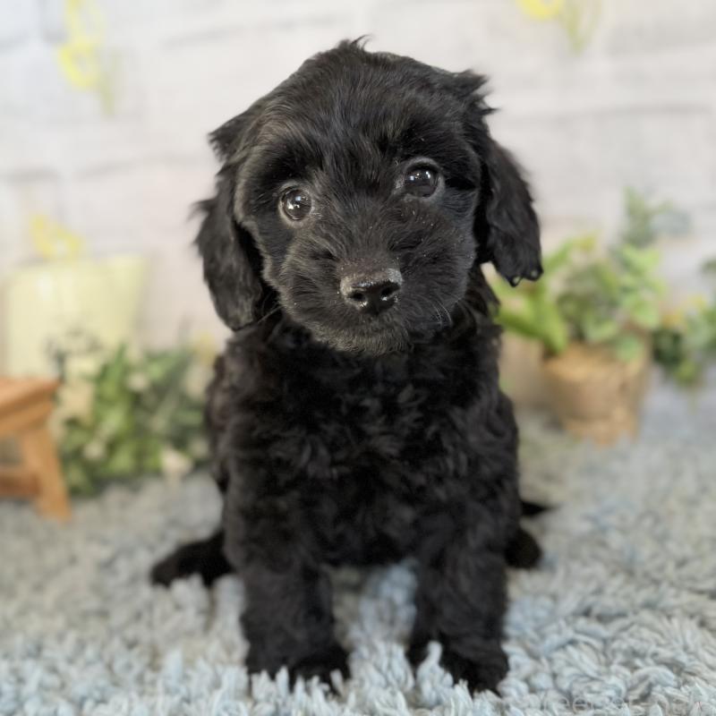 販売中の埼玉県のダップー:ミニチュアダックスフンド×トイプードル-436570の5枚目