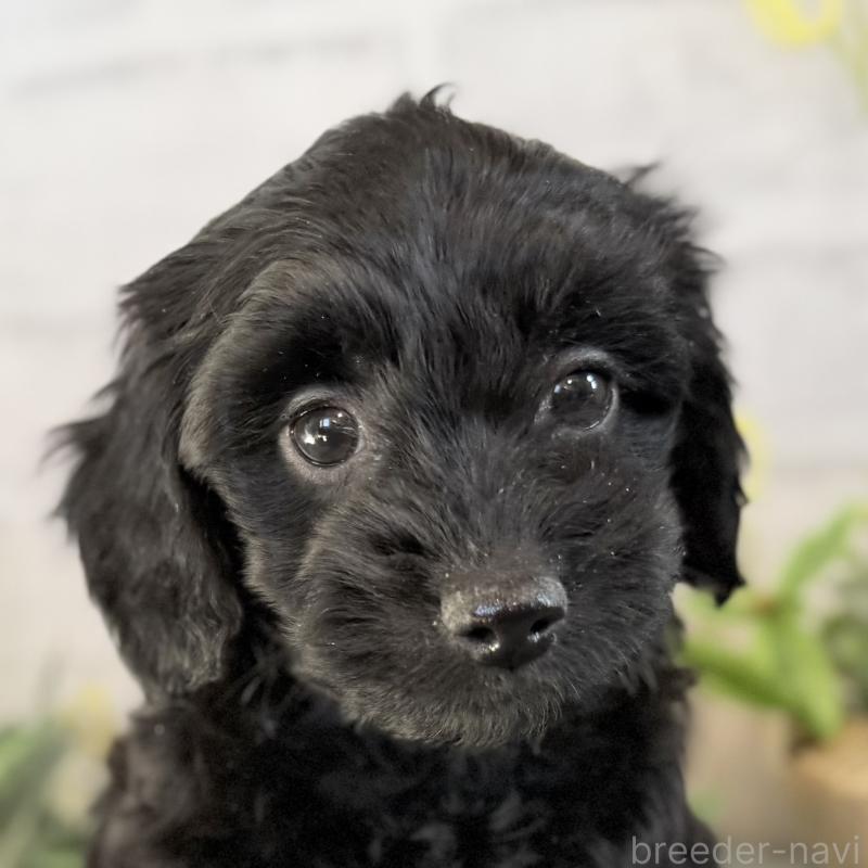 販売中の埼玉県のダップー:ミニチュアダックスフンド×トイプードル-436570の4枚目