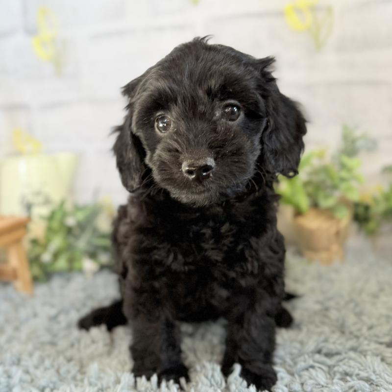 販売中の埼玉県のダップー:ミニチュアダックスフンド×トイプードル-436570の3枚目